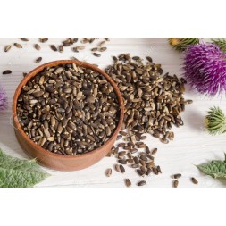 CARDOMARIANO SEMILLAS