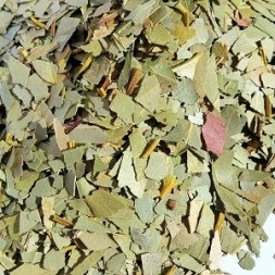 EUCALIPTO HOJA CORTADA