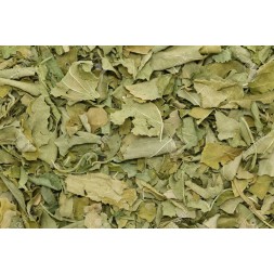 PASSIFLORA INCARNATA